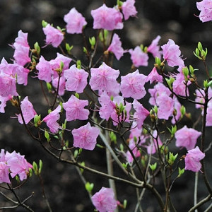 Rhododendron Mucronulatum 'Cornell Pink', 'Cornell Pink' Rhododendron, Rhododendron 'Cornell Pink', Very Early Season Rhododendron, Pink Rhododendron, Pink Flowering Shrub, Evergreen Rhododendron